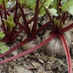 Young beetroot
