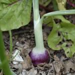 Red onion