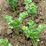 Celery seedlings