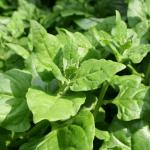 NZ Spinach