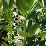 Broad bean flowering