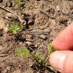 Very young carrot seedlings