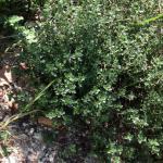 Lemon thyme on a gravel slope