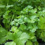 Coriander/Cilantro