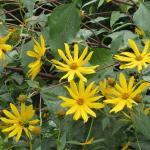 Jerusalem Artichoke/Sunchoke