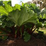 Rhubarb Plant