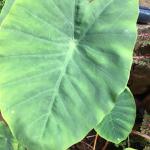 Taro Leaf (Japanese Taro)