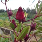 Rosellas on plant