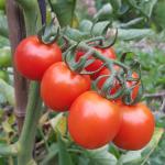 Tomatoes on plant