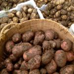 Potato harvest