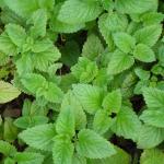 Lemon Balm