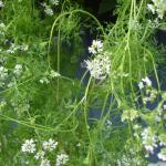 Coriander flowers