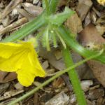 Male flower