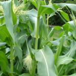 Feathery cobs on side of stem. Male flowers at top.