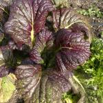 Red Japanese mustard